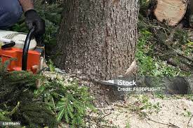 Nichols Hills, OK Tree Services Company