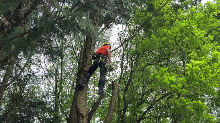 Best Emergency Tree Removal  in Nichols Hills, OK