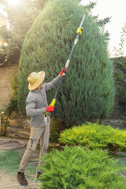 Best Tree Preservation Services  in Nichols Hills, OK